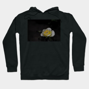 White rose blossom with bright yellow center on black background Hoodie